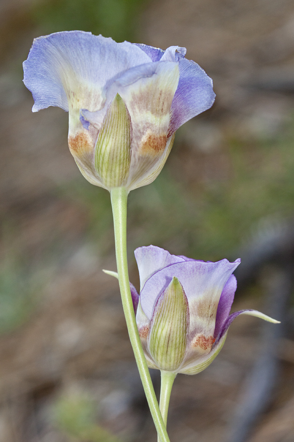 Calochortus venustus (Butterfly Mariposa Lily) (alternate view 5)