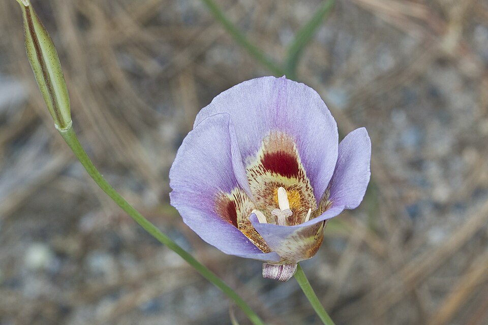Calochortus venustus (Butterfly Mariposa Lily) (alternate view 6)