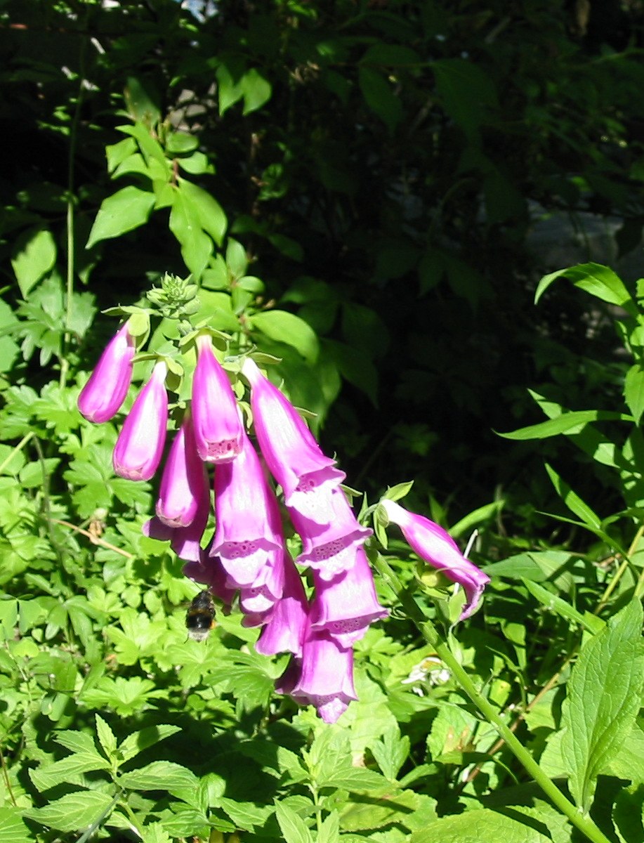 Digitalis purpurea (common foxglove) (alternate view 9)