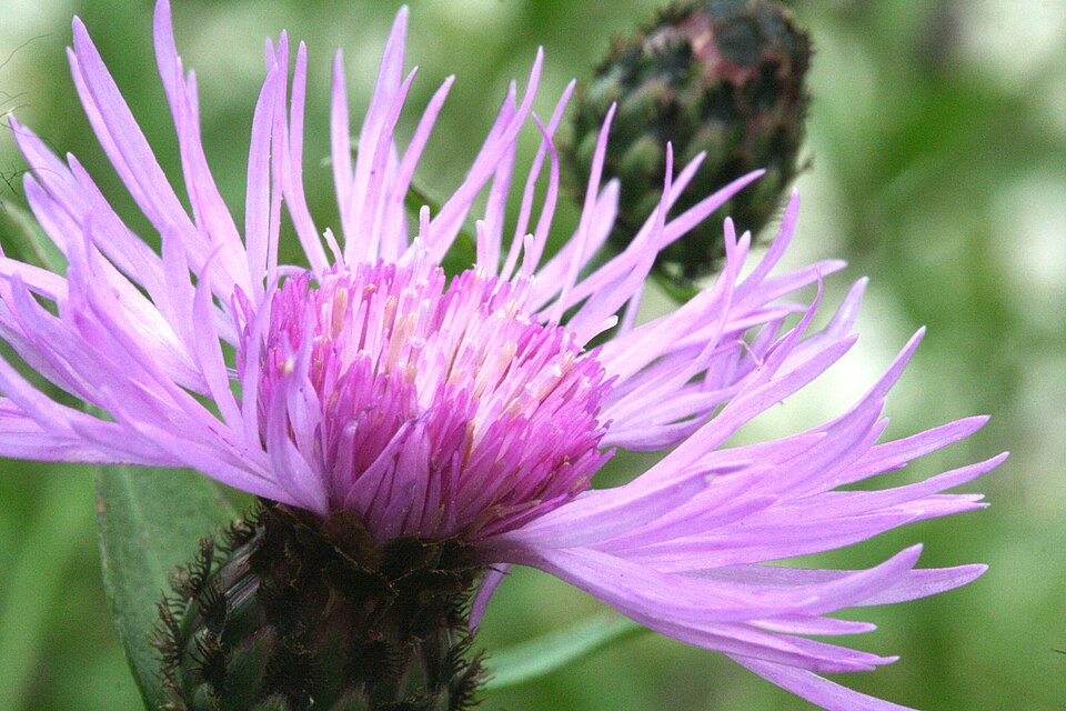 Centaurea nigrescens (meadow knapweed) (alternate view 10)