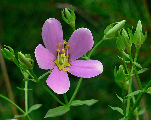 Sabatia angularis (Rosepink) (alternate view 3)