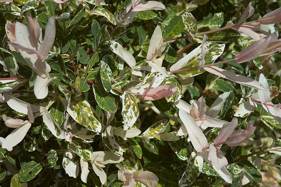 Salix integra 'Hakuro Nishiki' (Variegated Willow) (alternate view 2)