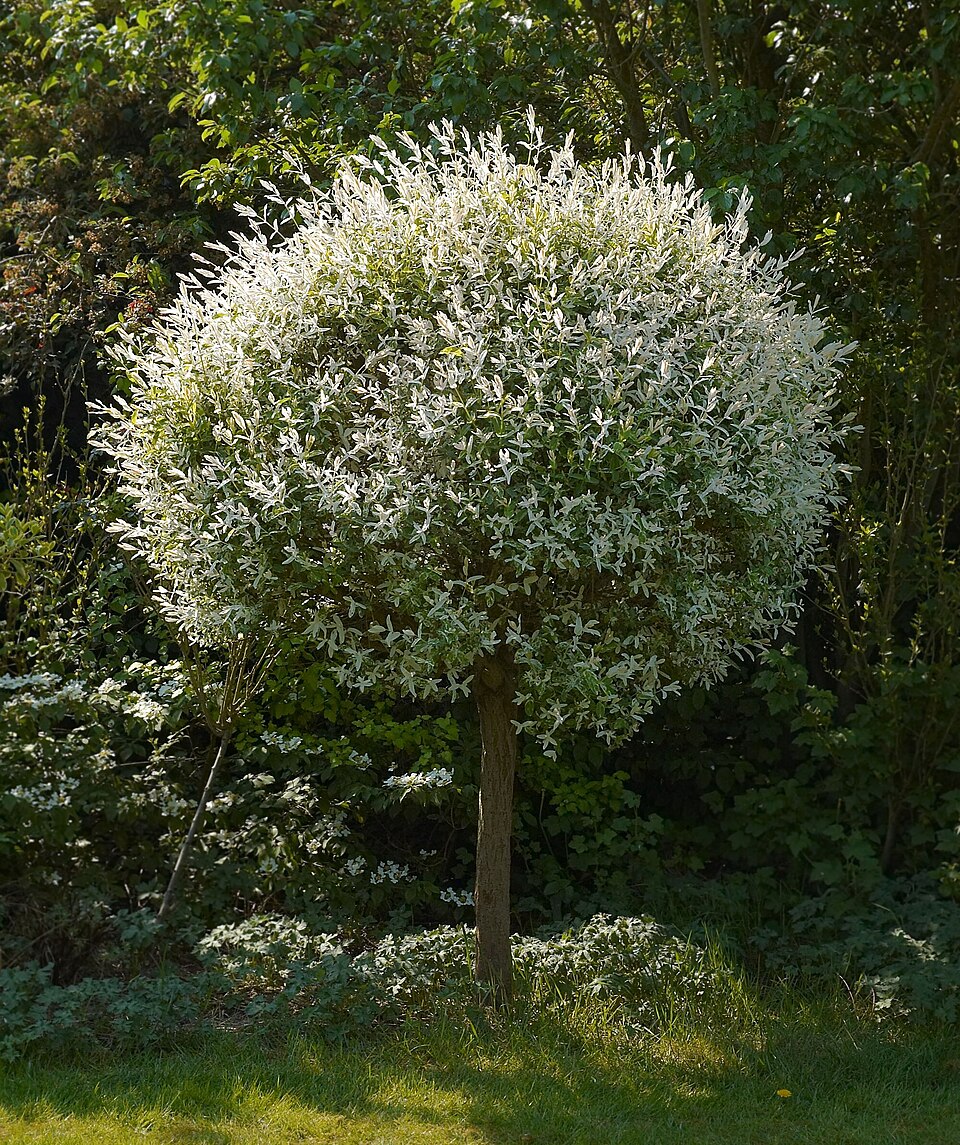 Salix integra 'Hakuro Nishiki' (Variegated Willow) (alternate view 3)