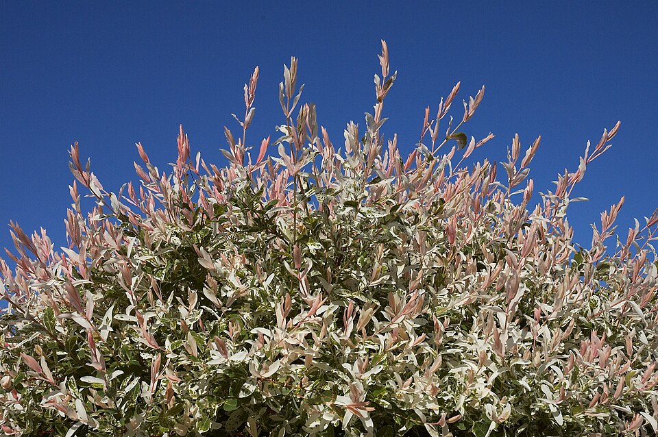 Salix integra 'Hakuro Nishiki' (Variegated Willow) (alternate view 4)