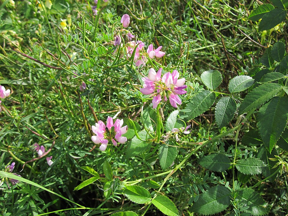 Securigera varia (purple crownvetch)