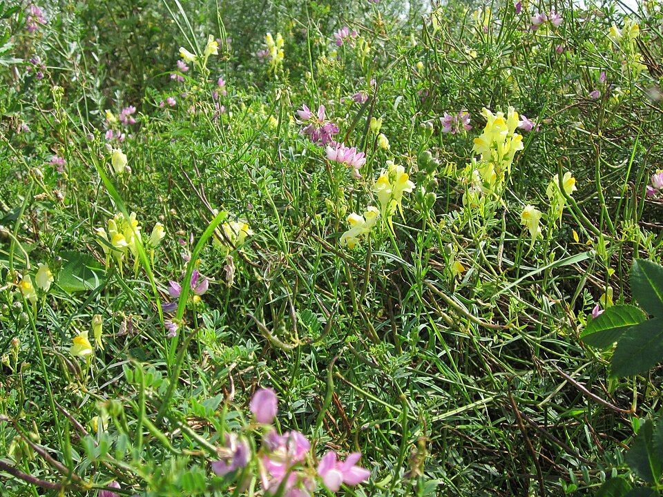 Securigera varia (purple crownvetch)