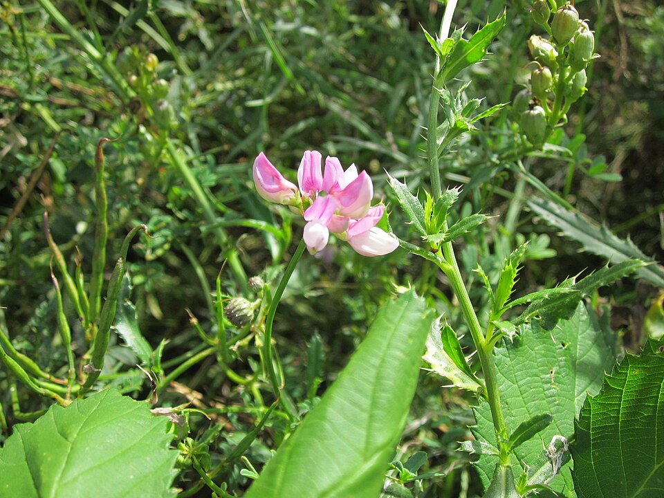 Securigera varia (purple crownvetch)