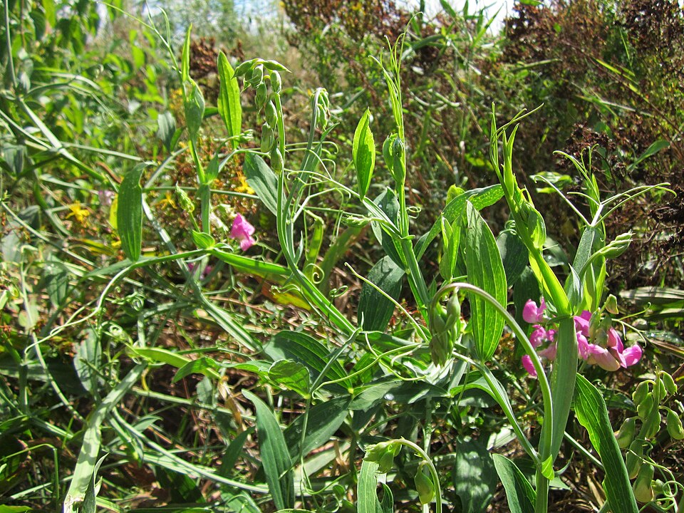 Lathyrus latifolius (broad-leaved sweet pea)