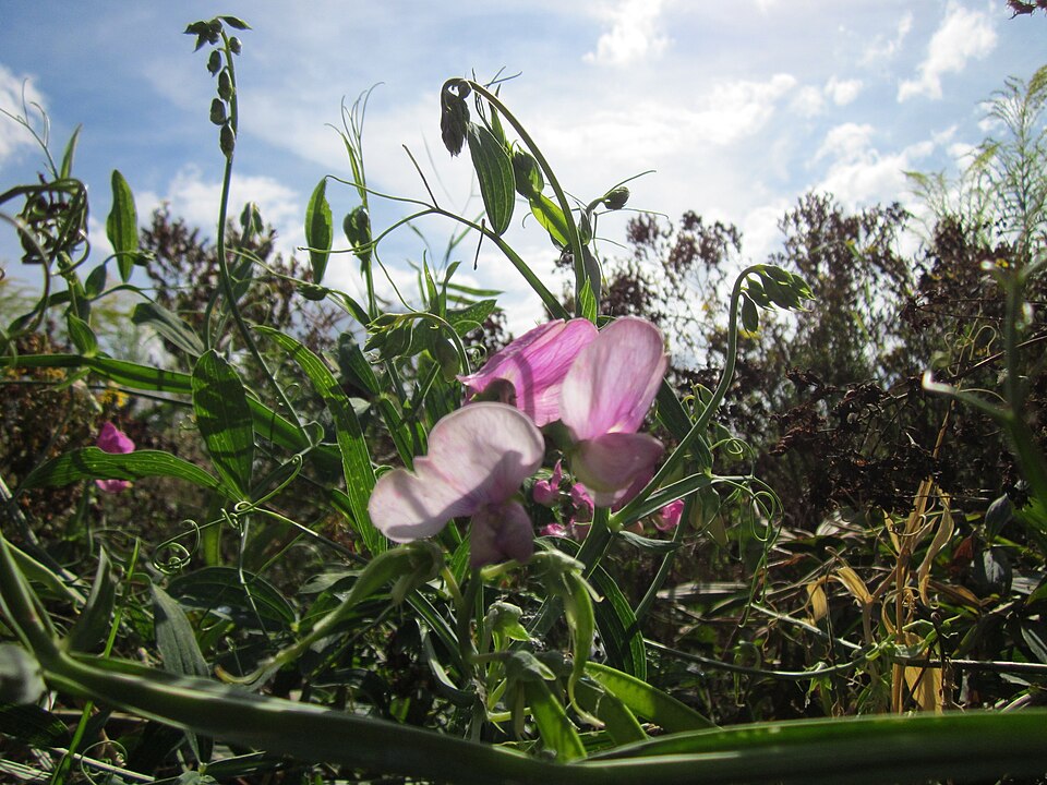 Lathyrus latifolius (broad-leaved sweet pea)