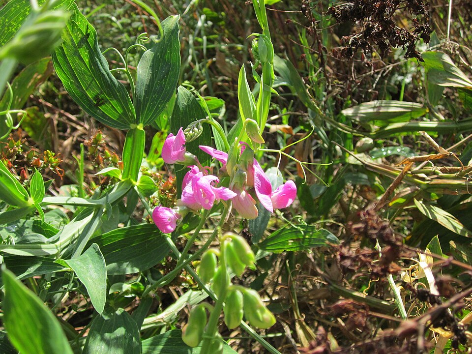 Lathyrus latifolius (broad-leaved sweet pea)