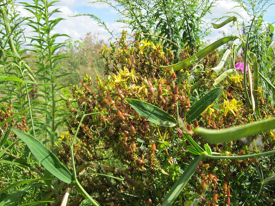 Lathyrus latifolius (broad-leaved sweet pea)
