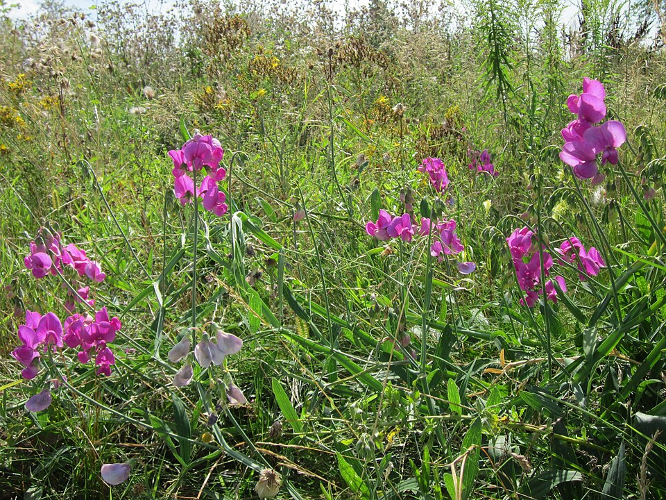 Lathyrus latifolius (broad-leaved sweet pea)