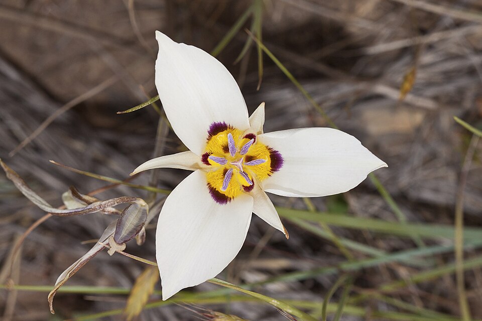 Calochortus nuttallii (Sego Lily) (alternate view 10)
