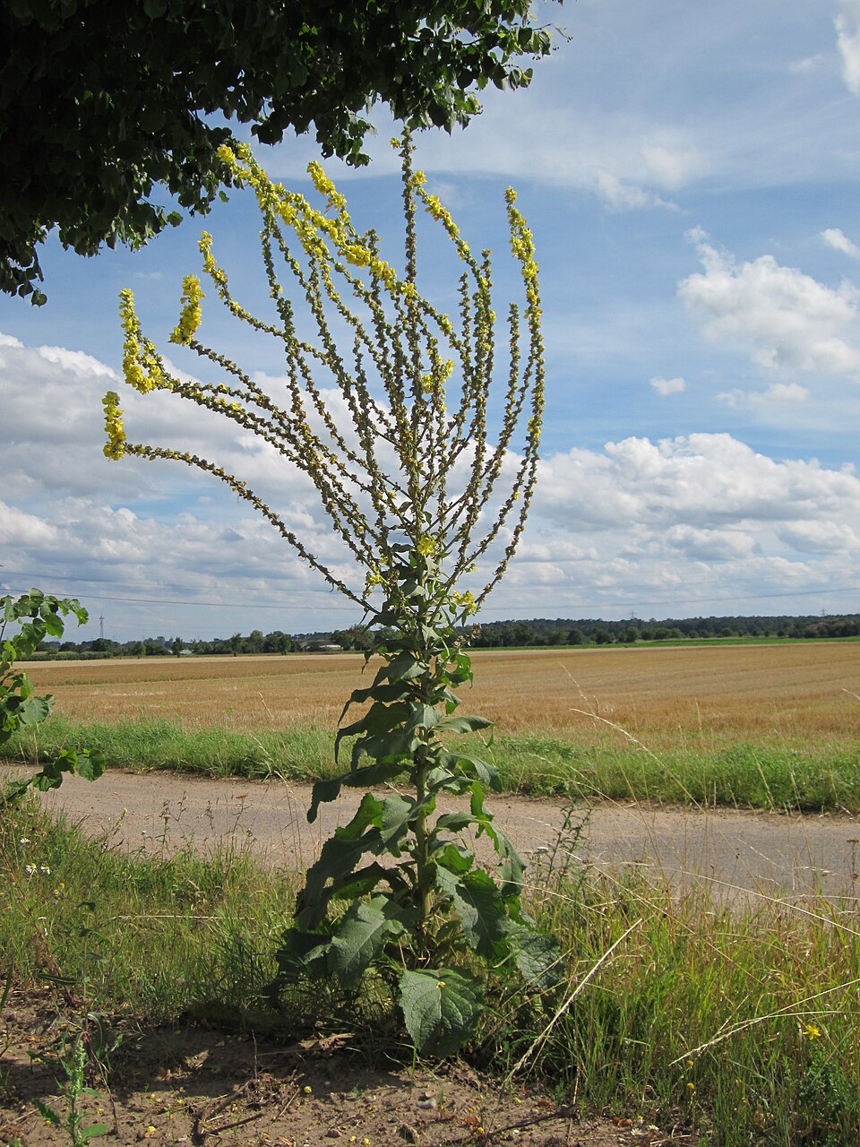 Verbascum thapsus (common mullein) (alternate view 10)