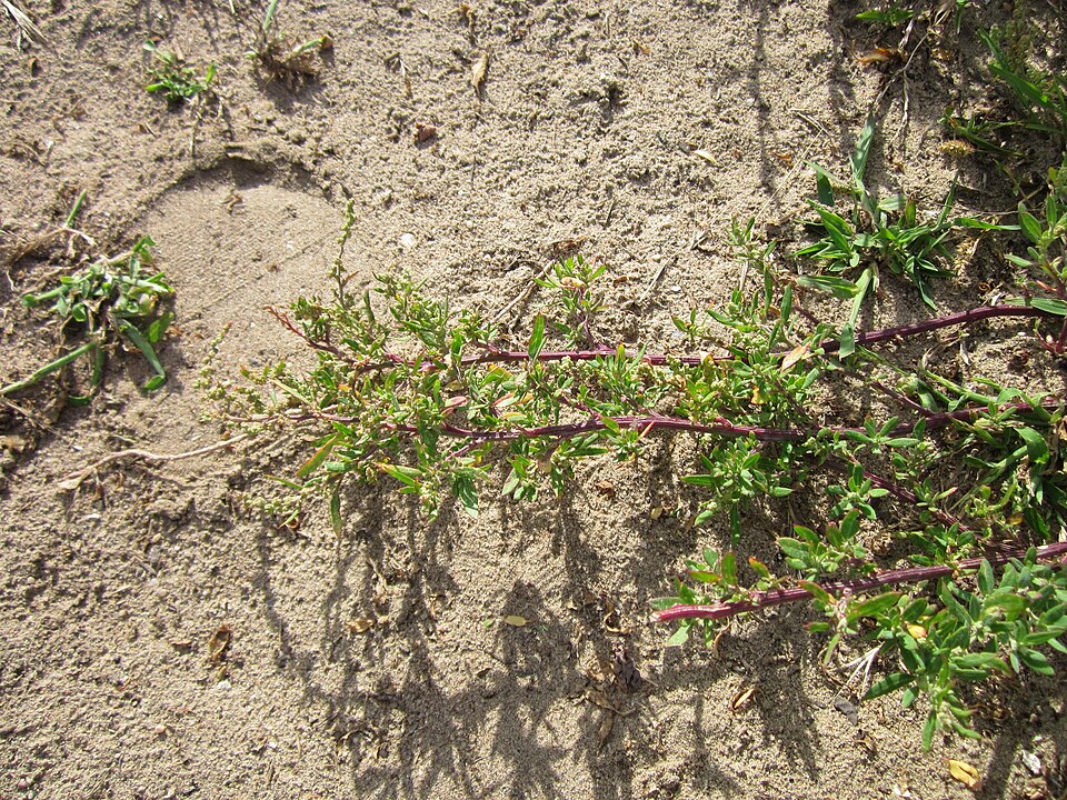 Chenopodium album (lambsquarters) (alternate view 6)