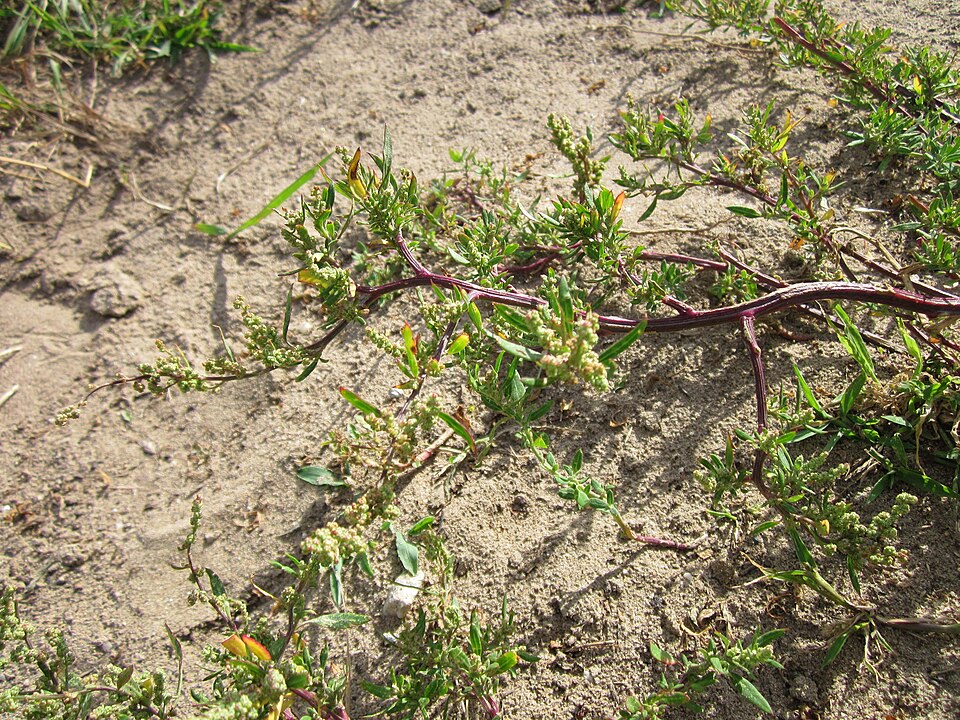 Chenopodium album (lambsquarters) (alternate view 7)