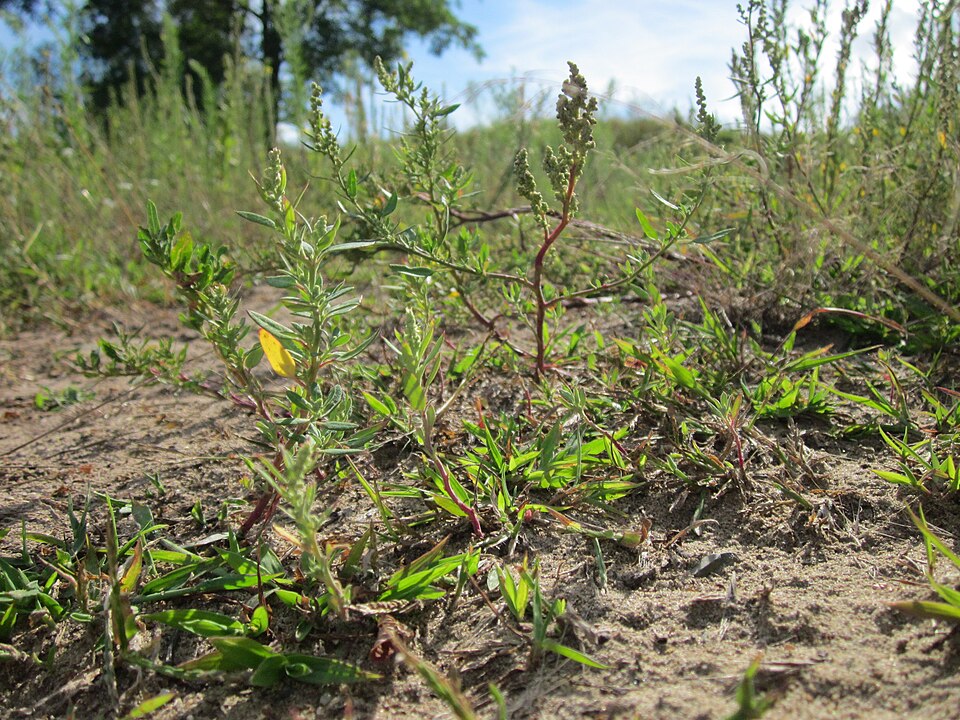 Chenopodium album (lambsquarters) (alternate view 8)