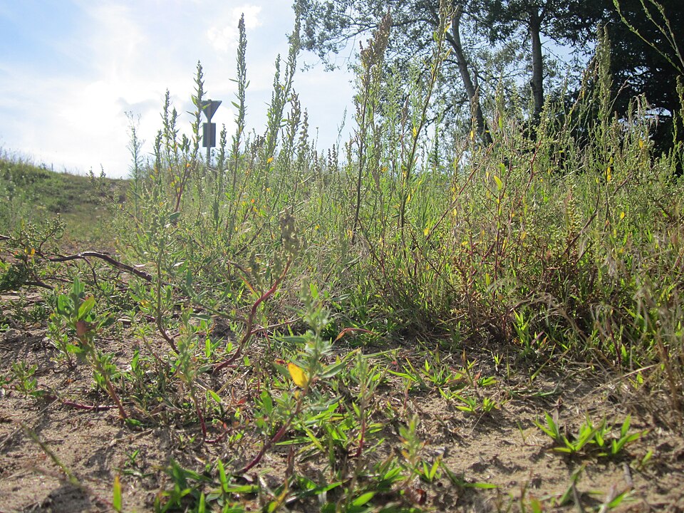 Chenopodium album (lambsquarters) (alternate view 9)