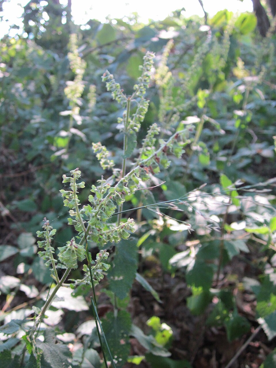 Teucrium scorodonia (woodland germander)