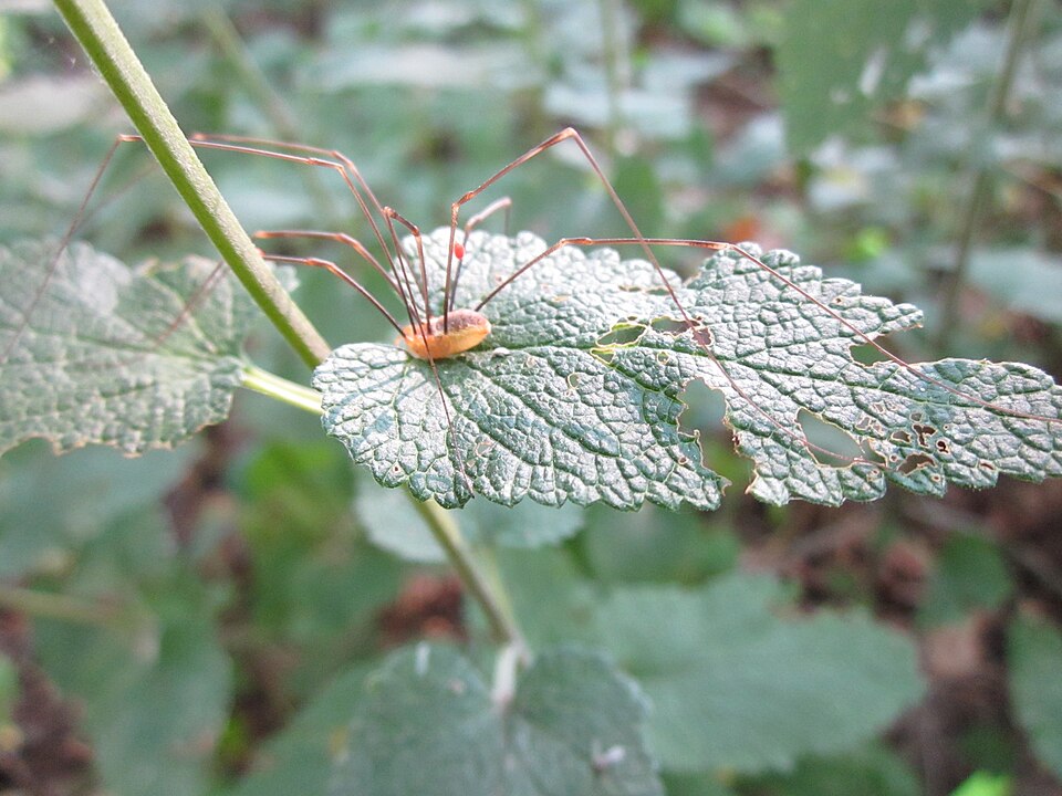 Teucrium scorodonia (woodland germander)