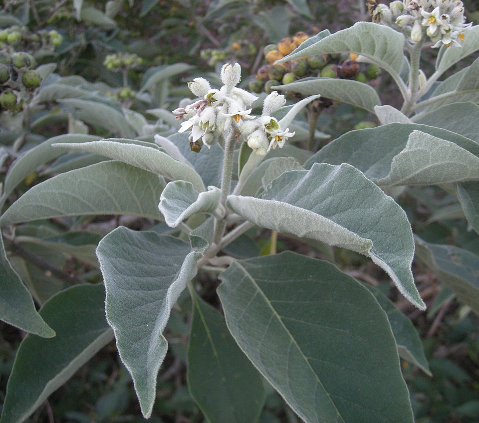 Solanum mauritianum (bugweed) (alternate view 3)