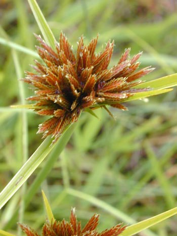 Cyperus polystachyos (Bunchy flat-sedge)