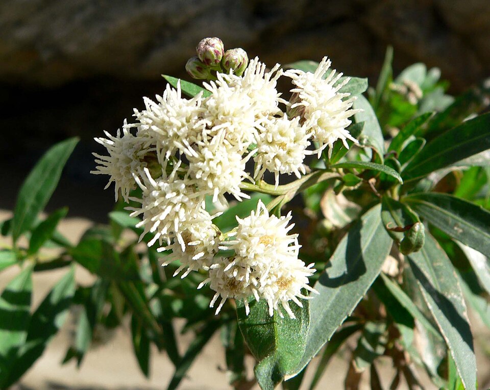 Baccharis salicifolia (mule fat)