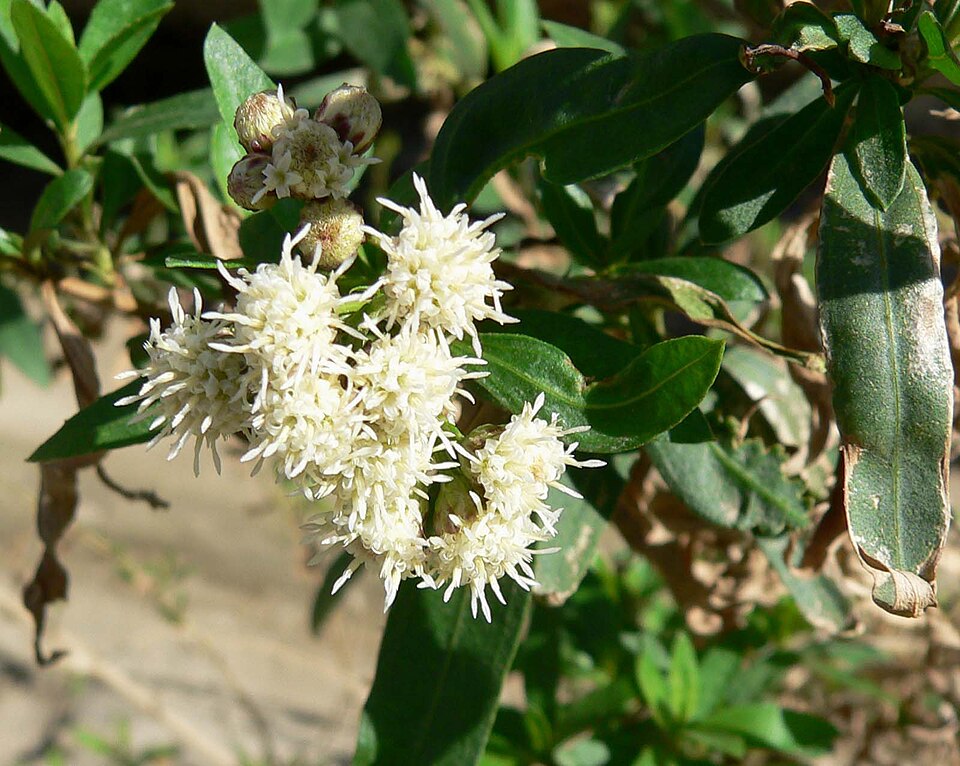 Baccharis salicifolia (mule fat)