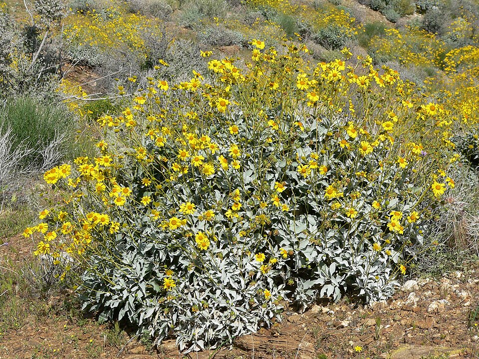 Encelia farinosa (Brittlebush)