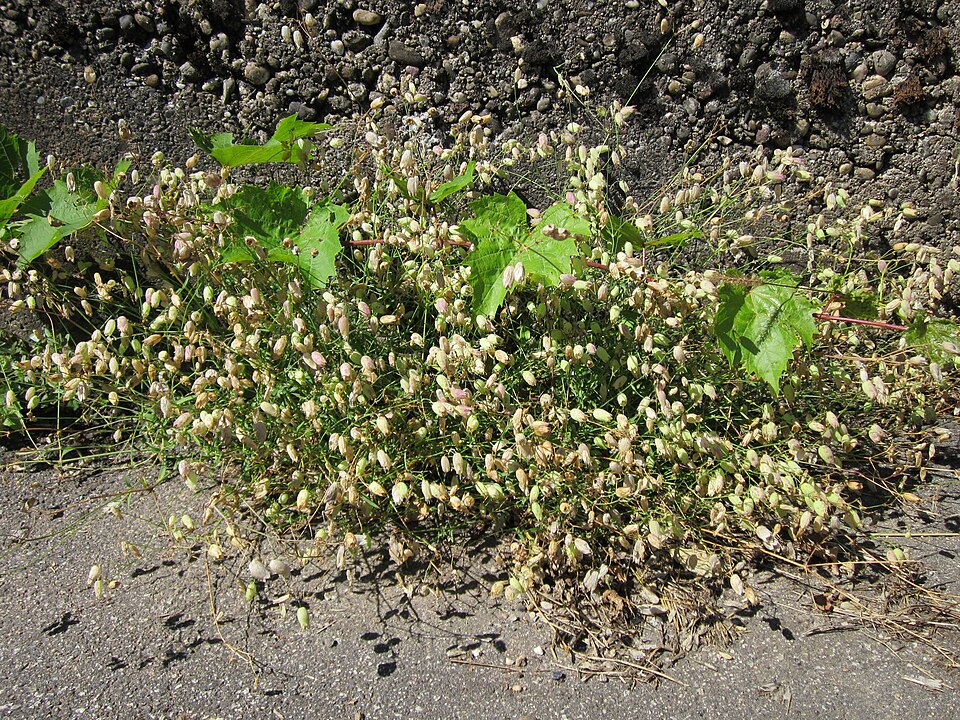 Silene vulgaris (bladder campion)