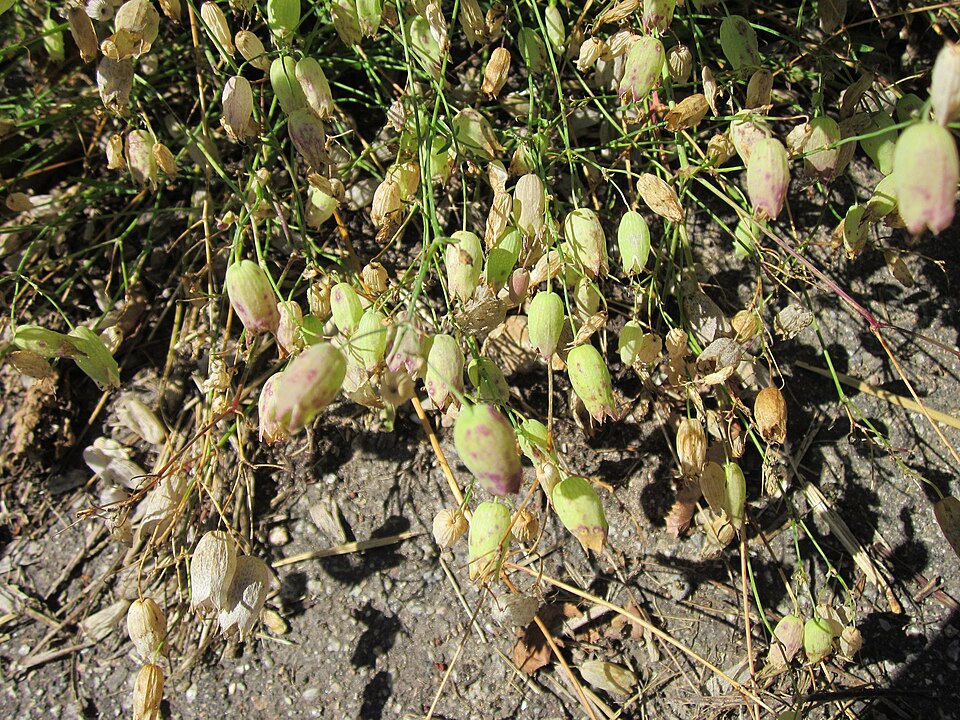 Silene vulgaris (bladder campion)