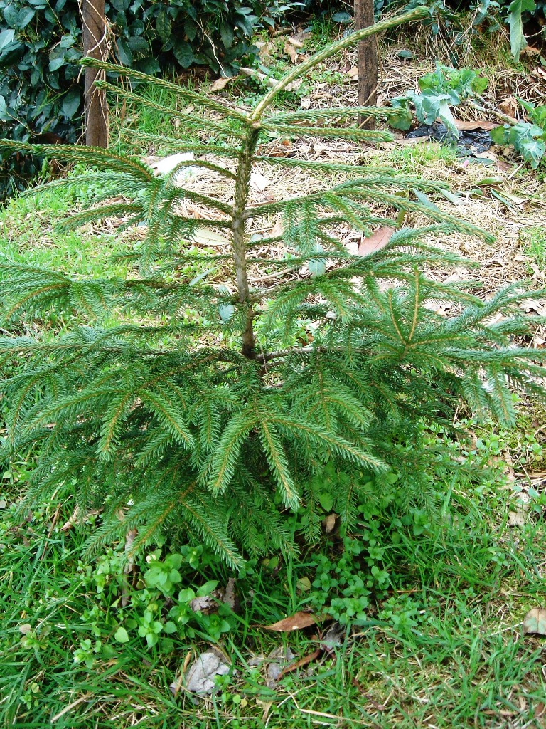 Picea orientalis (Oriental spruce) (alternate view 11)