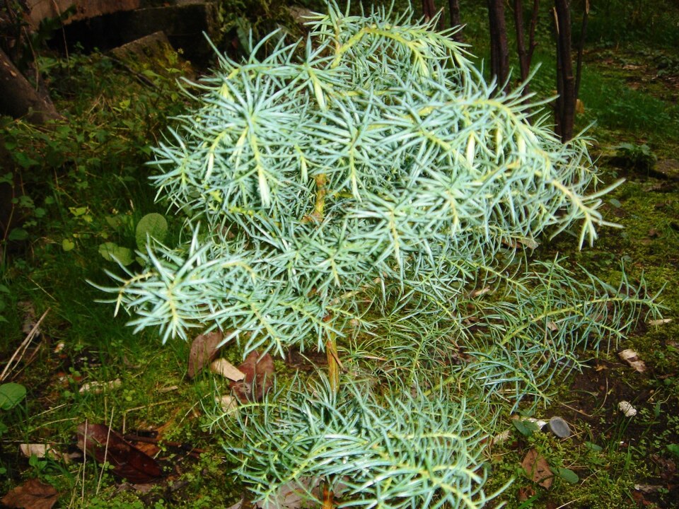 Cryptomeria japonica 'Elegans' (Plume Cryptomeria) (alternate view 2)
