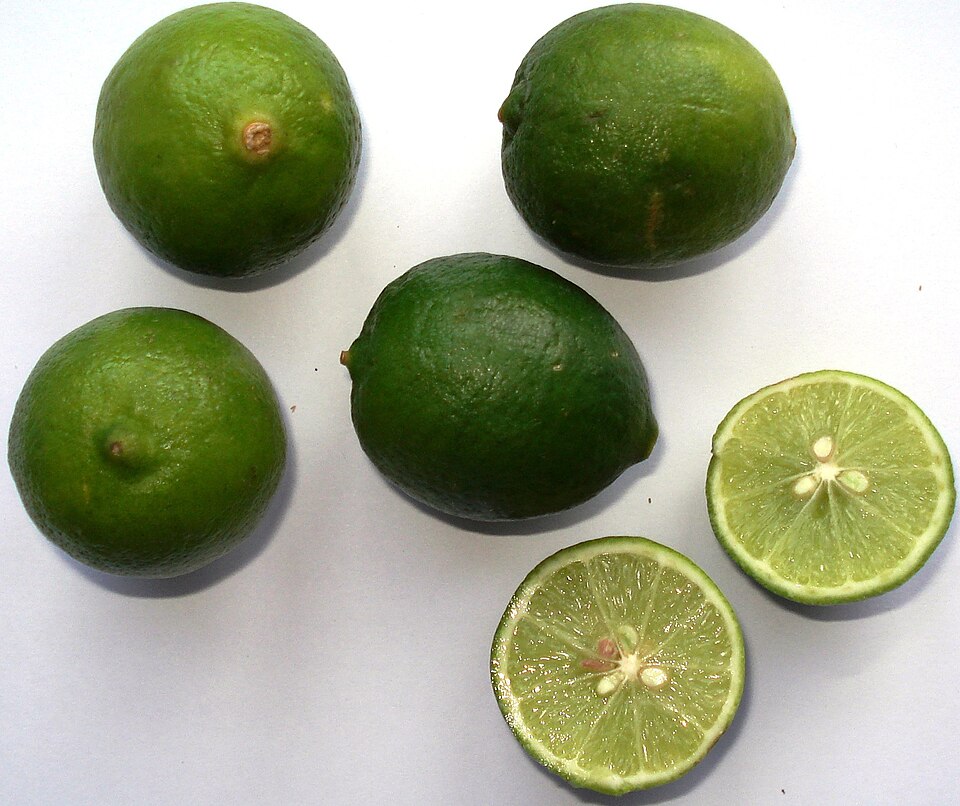 Citrus × floridana (Limequat) (alternate view 3)