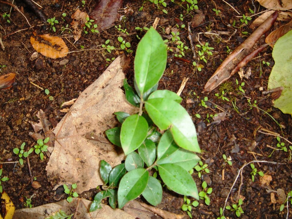 Ligustrum japonicum (Waxleaf Privet) (alternate view 13)