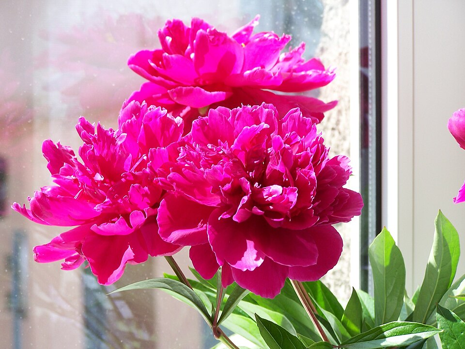 Paeonia lactiflora 'Alexander Fleming' (Alexander Fleming Peony)