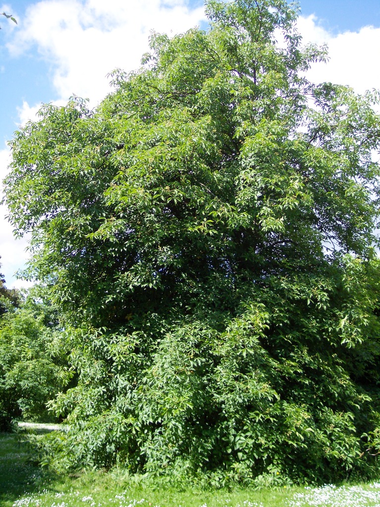 Aesculus glabra (Ohio Buckeye) (alternate view 5)