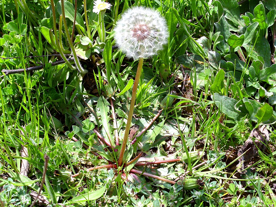 Taraxacum erythrospermum (red-seeded dandelion) (alternate view 10)