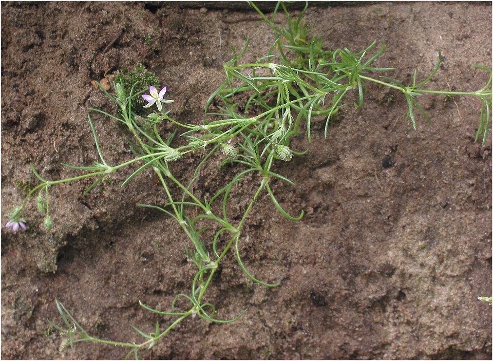 Spergularia rubra (Red Sand Spurrey)