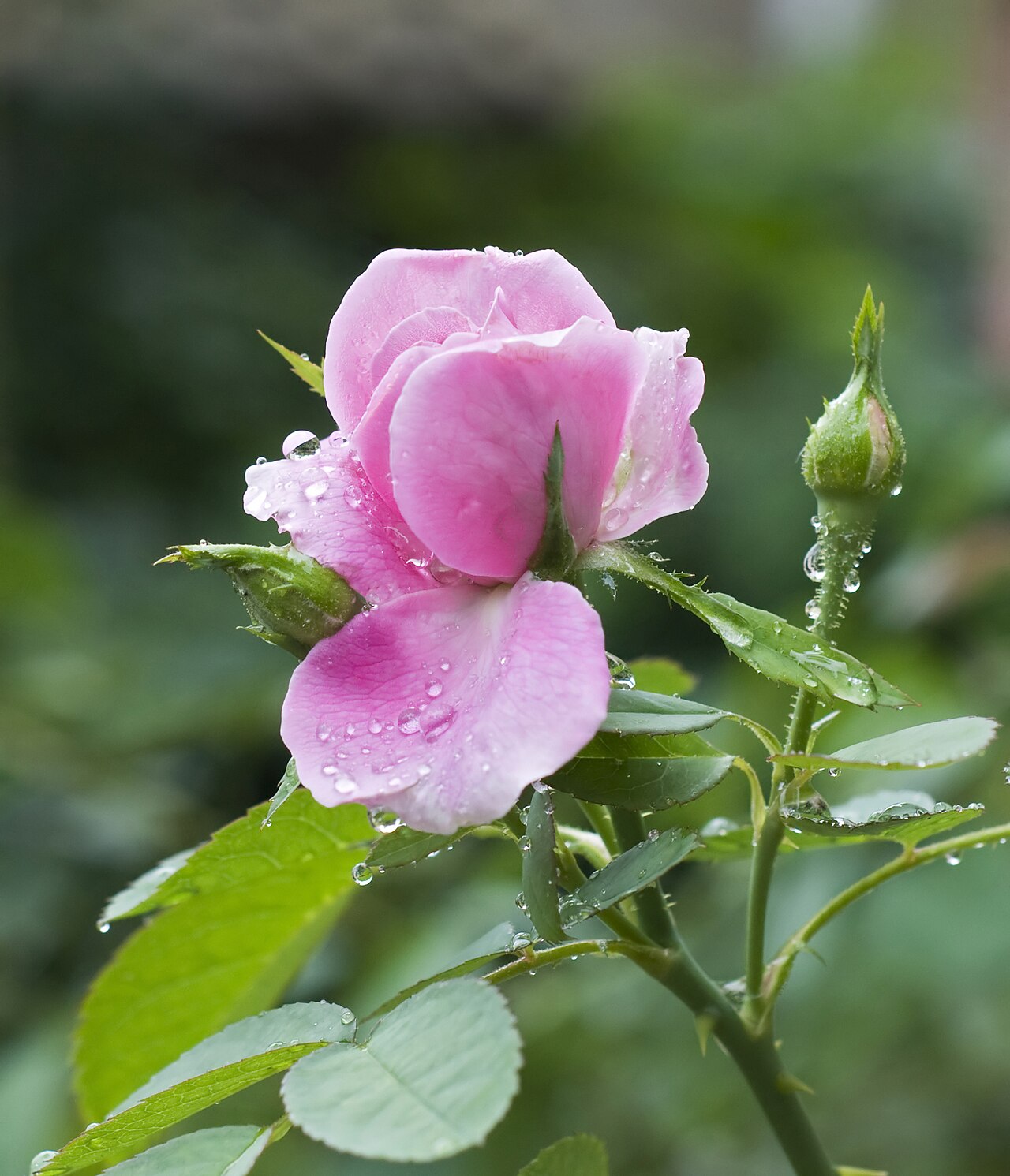 Rosa chinensis, China rose — upright semi-evergreen (Rosaceae) (image 4 of 9)