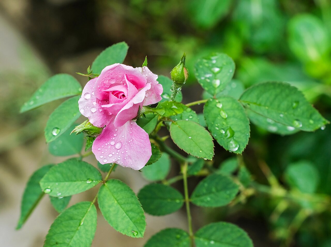 Rosa chinensis, China rose — upright semi-evergreen (Rosaceae) (image 5 of 9)