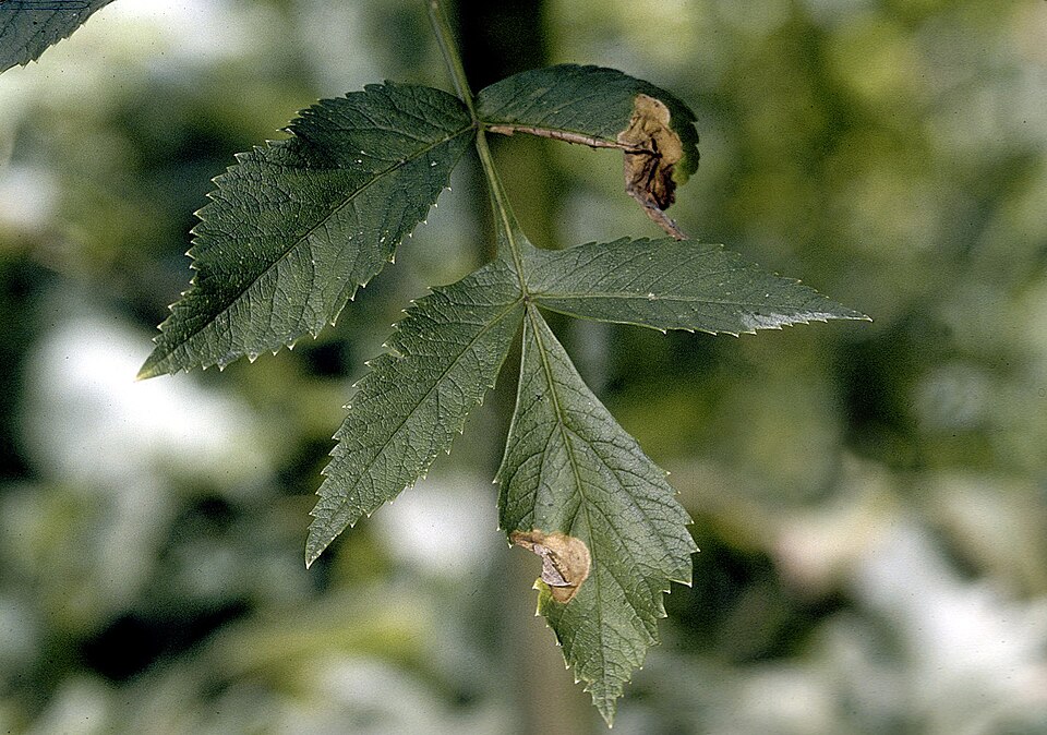 Angelica atropurpurea (purple-stemmed angelica) (alternate view 6)