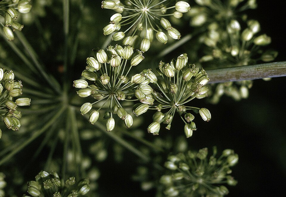 Angelica atropurpurea (purple-stemmed angelica) (alternate view 7)