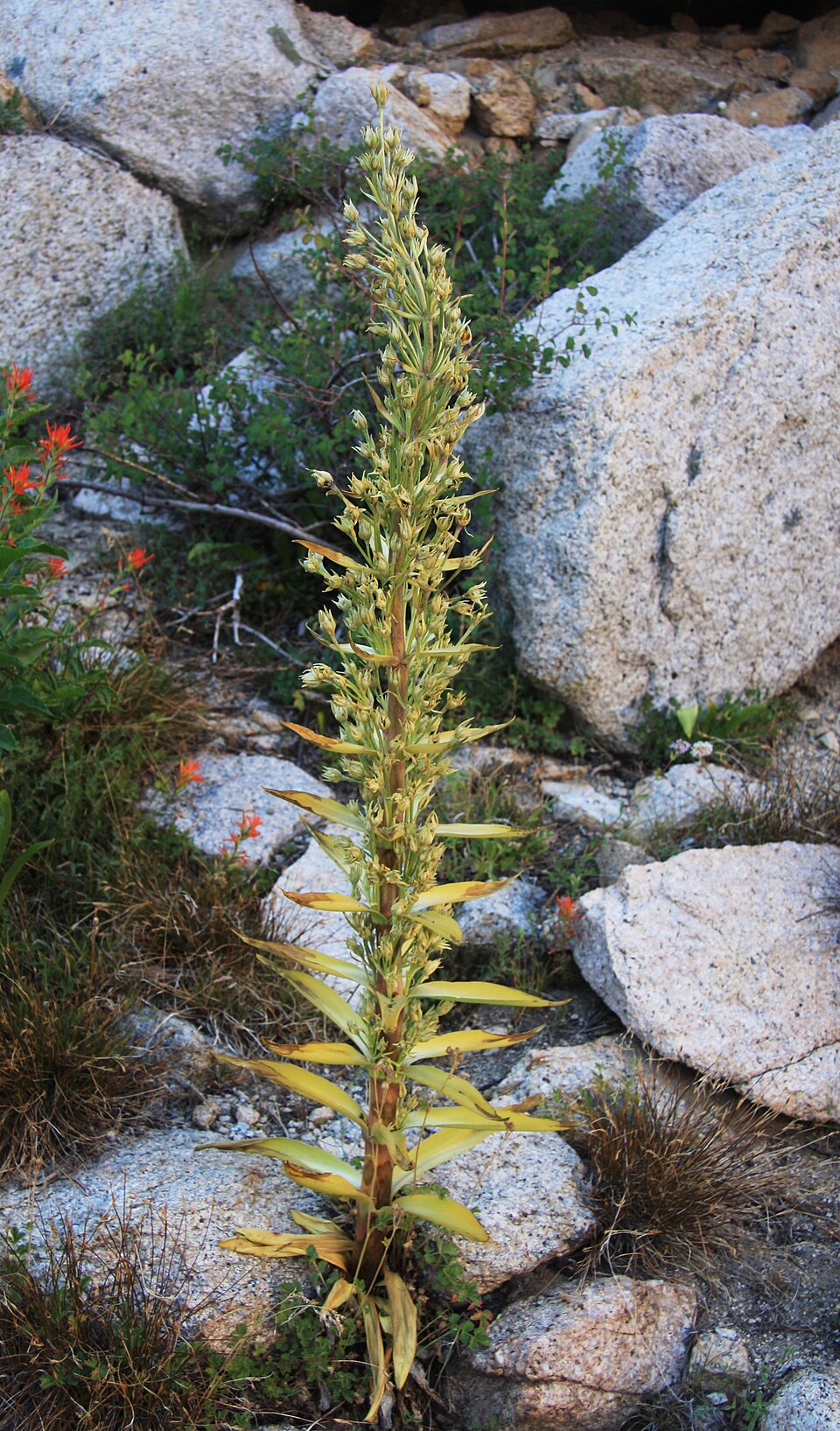 Frasera speciosa (monument plant) (alternate view 9)