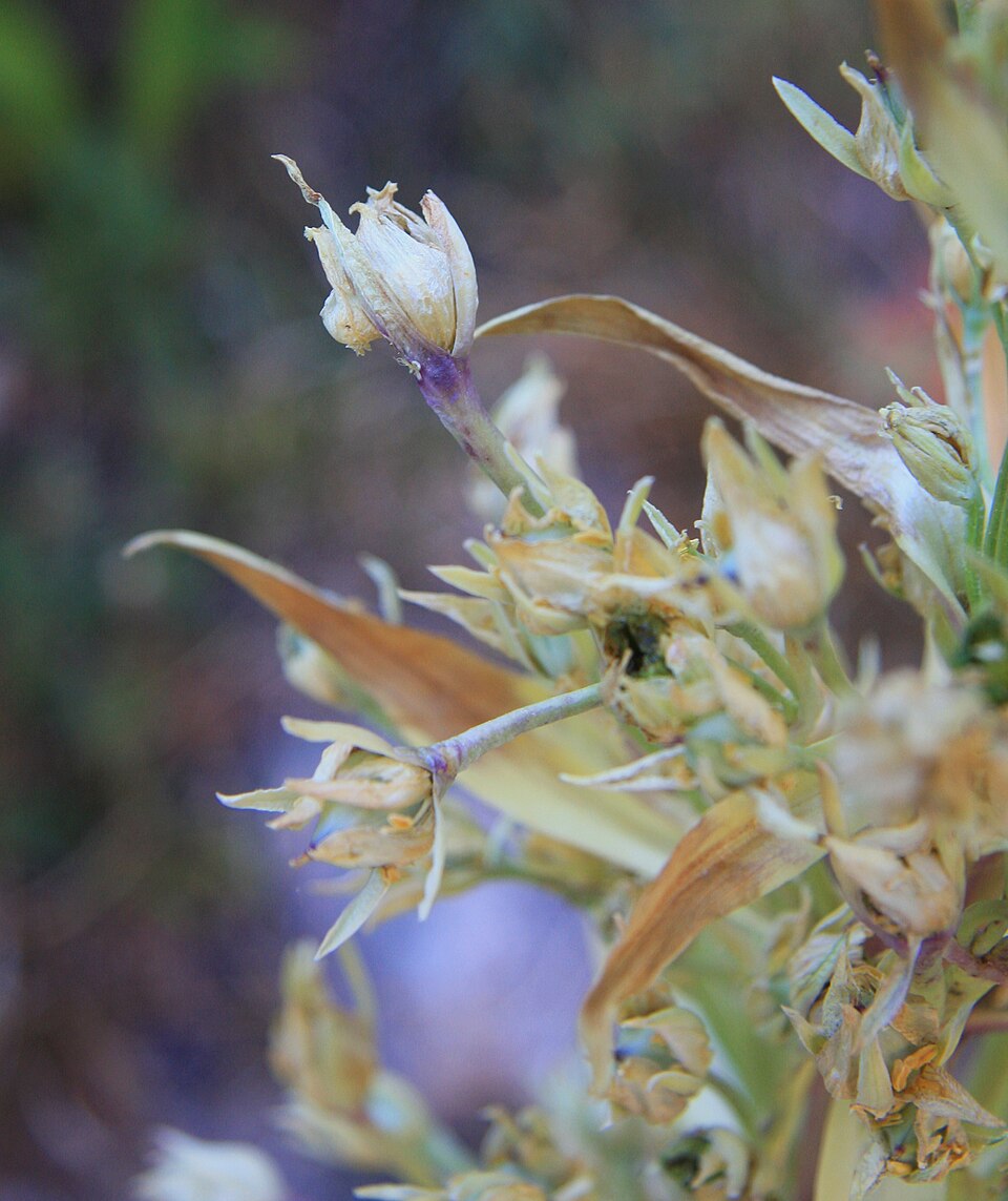 Frasera speciosa (monument plant) (alternate view 10)