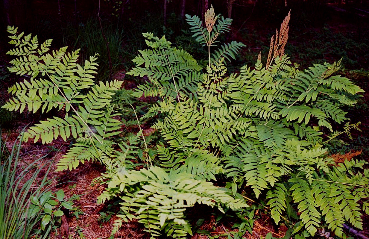 Osmunda regalis (Royal Fern)