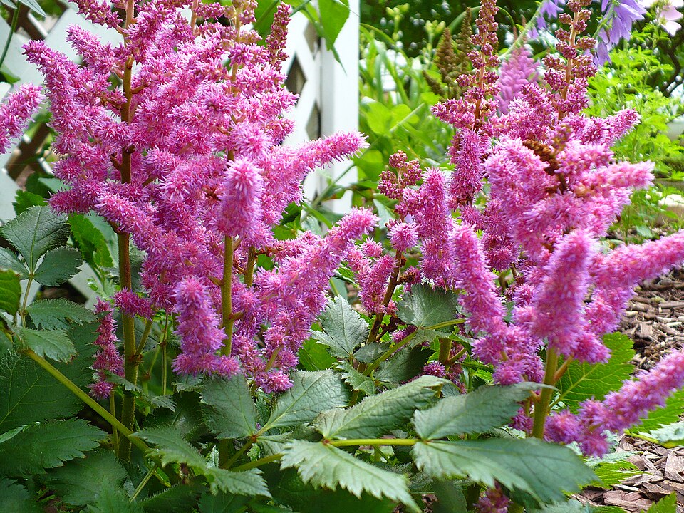 Astilbe chinensis 'Vision in Pink' (Vision in Pink Chinese Astilbe)