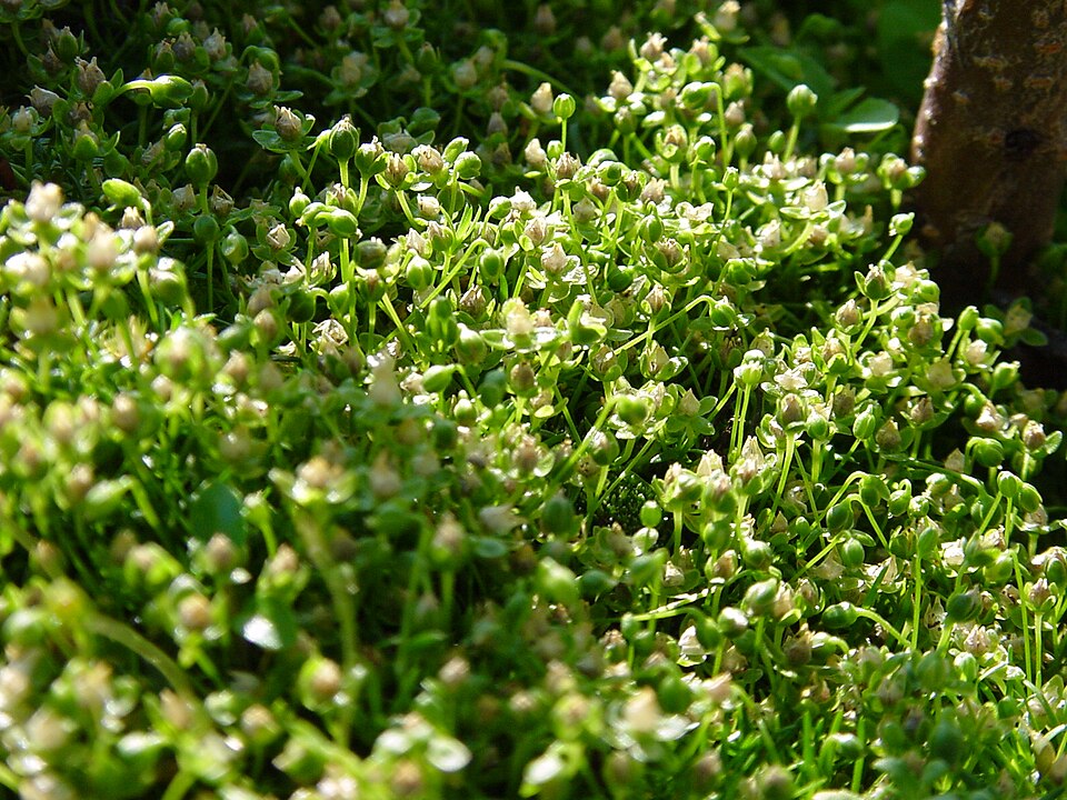 Sagina procumbens (pearlwort) (alternate view 6)