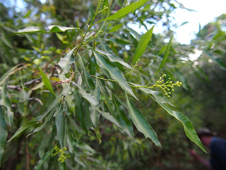 Dodonaea triquetra (Common Hop Bush) (alternate view 4)