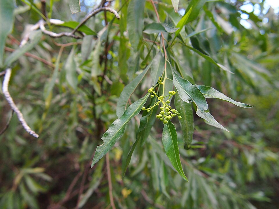 Dodonaea triquetra (Common Hop Bush) (alternate view 5)